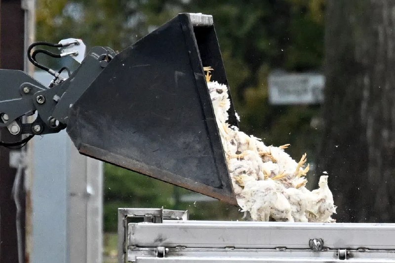 英国实施强制禽类圈养措施 以遏制禽流感蔓延英国政府星期二（11月4日）宣布，从星期四（6日）起，英国全国将实施强制性禽类圈养措施，以遏制禽流感的蔓延