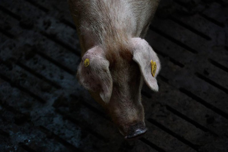 法国巴黎回教堂被人挂了至少九个猪头法国巴黎地区的一些回教堂前被人挂了至少九个猪头，警方谴责这是对回教徒的侮辱