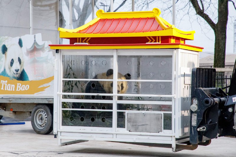 比利时三只大熊猫送回中国 粉丝冒寒风送别在比利时动物园出生的三只大熊猫“天宝”、“宝弟”和“宝妹”送回中国，标志着两国大熊猫保护项目的重要里程碑