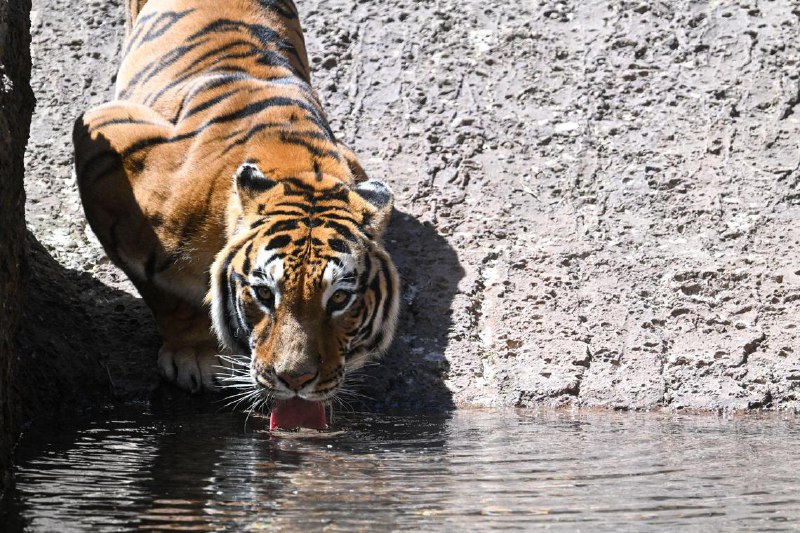 华盛顿20只大型猫科动物感染禽流感死亡美国华盛顿州一个保护区有20只大型猫科动物感染禽流感病毒而死亡，包括一只孟加拉虎和四只美洲狮