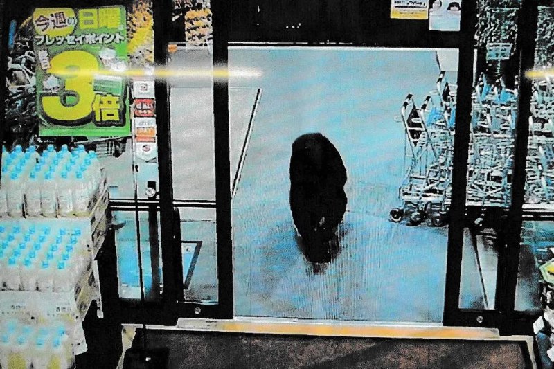 日本多地频传熊袭击事件 当局派兵助捕野熊日本自卫队星期三（11月5日）被派往日本北部山区，协助当地政府设置陷阱捕捉野熊