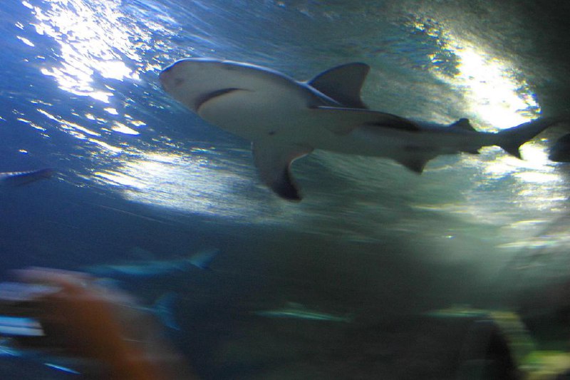 因海洋暖化 公牛鲨停留悉尼水域时间更长研究人员说，由于海洋变暖，公牛鲨停留在悉尼水域的时间每年都在拉长，并预测可能有一天它们全年都留在悉尼水域