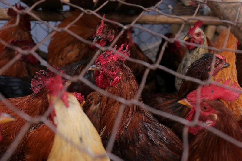 柬首都一男子死于H5N1型禽流感病毒感染柬埔寨报告首都金边一名男子死于H5N1型禽流感病毒感染，这是金边今年首次出现禽流感致人死亡病例