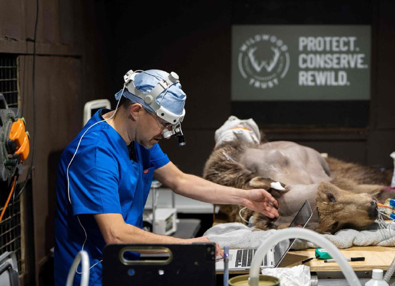 英国首例棕熊脑部手术 熊宝宝恢复良好英国动物园负责人说，一只接受开创性脑部手术的熊宝宝，在冬眠醒来后似乎恢复良好