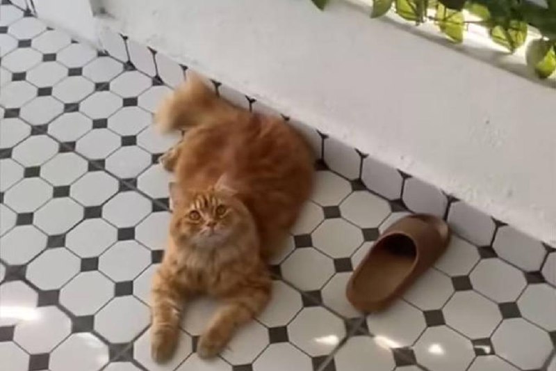 马国雪州爱偷拖鞋的橘猫爆红 获知名拖鞋品牌邀约代言马来西亚雪兰莪州莎亚南一只爱把邻居拖鞋叼回家的橘猫走红网络，并获知名拖鞋品牌邀约代言