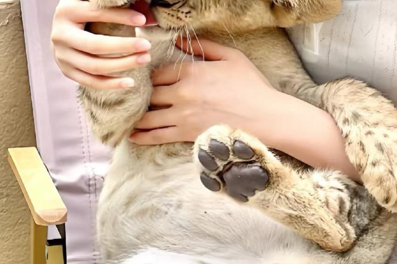 山西餐厅下午茶含摸狮子 林草局紧急处理中国山西省太原市一家餐厅出售千元下午茶套餐，食客可以摸非洲狮，当地林草局回应称，禁止野生动物与人零距离接触，正紧急处理