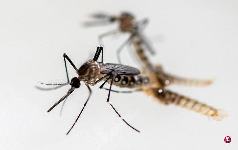 马国柔佛州出现上万起骨痛热症 增加近40%马来西亚柔佛州今年出现1万1480起骨痛热症病例，与去年同期的8233起相比增加了39.4%