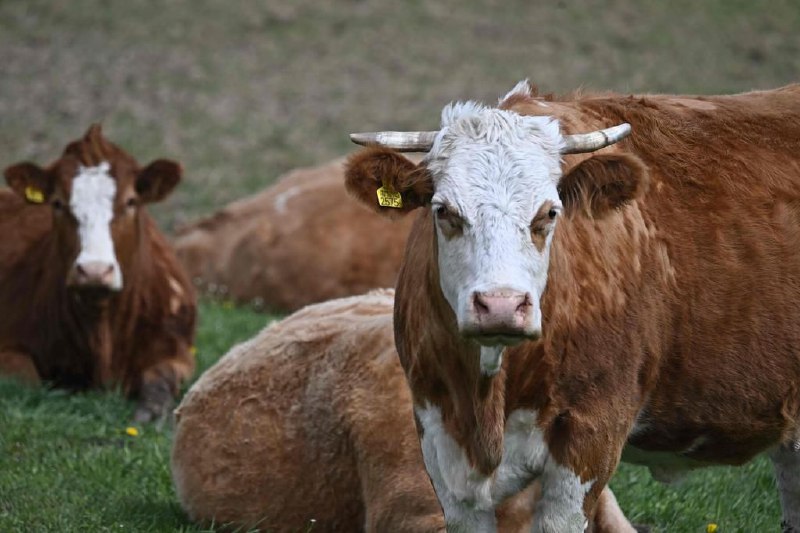 哺乳动物禽流感病例 2024年同比翻倍增长世界动物卫生组织发布的报告指出，2024年哺乳动物中暴发的禽流感病例数较2023年增长逾一倍，禽流感病毒进一步扩散并传播给人类的风险升高