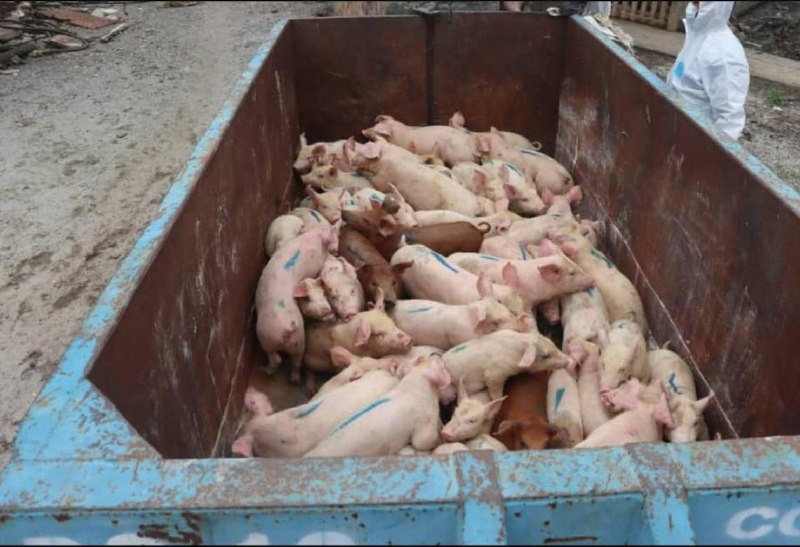 感染非洲猪瘟 雪兰莪将扑杀7.6万只病猪（沙亚南综合讯）雪兰莪州兽医局说，今年1月28日以来，州内114家养猪场的约25万头猪之中，有56家养猪场的约7万6000头猪感染非洲猪瘟