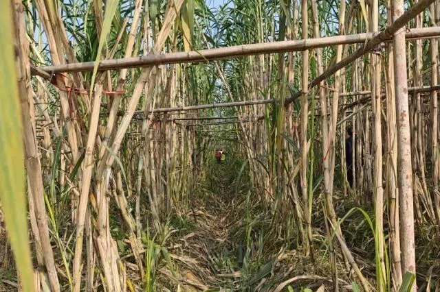 下午察：花钱“偷”甘蔗火了为哪般？“站住！”漆黑的夜里，手电筒的光柱在四川眉山一片甘蔗农田间晃动，最终落在某个“小偷”身上