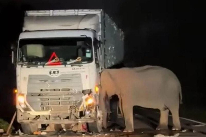 马国大道罗厘撞毙小象 母象为救幼崽拒离开一辆罗厘在马来西亚东西大道上撞死了一头五岁小公象，母象在罗厘旁徘徊，并不断尝试救出象宝宝