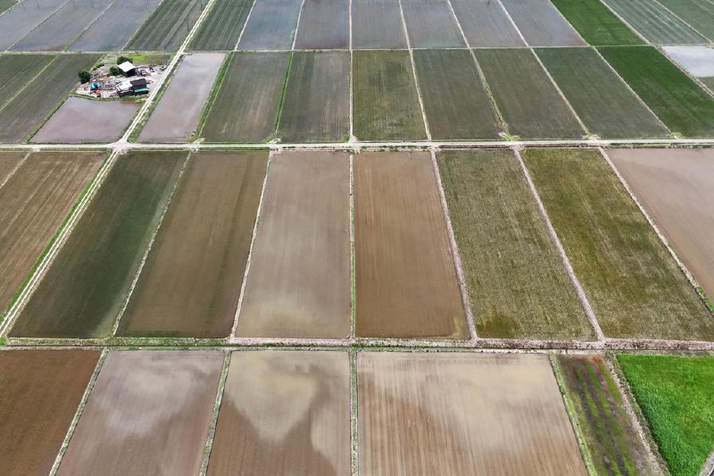 日本持续高温 干旱威胁稻米收成日本今夏创纪录的高温和干旱引发对农作物影响的担忧，预计高温和降雨不足的状况将持续到8月