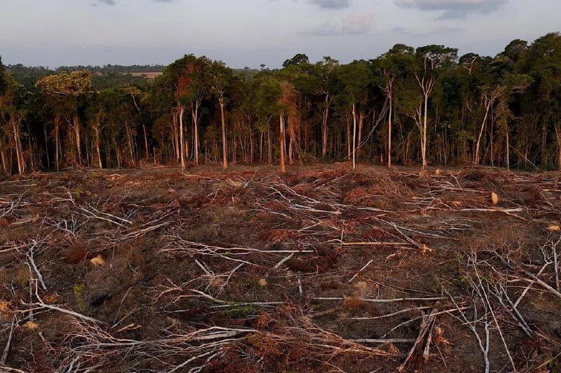巴西宣布到2030年实现零非法毁林巴西副总统阿尔克明说，巴西将在2030年实现零非法毁林，并承诺到2035年将温室气体净排放量较2005年水平减少59%，至67%