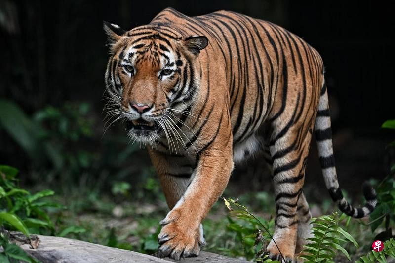 马国霹雳州一男遭老虎袭击身亡马来西亚霹雳州发生老虎咬死人事件，一名54岁男子遭老虎拖进灌木丛，数小时后被发现身亡