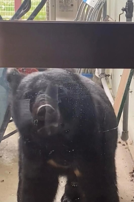 日本熊袭击已致13人死亡 专家提醒人们冷静应对日本多地接连发生熊袭人事件，自今年4月以来，全国已有13人死于熊袭击，比2023年至2024年的记录高出一倍