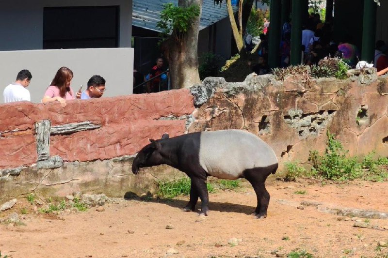 马国过去四年112只马来貘命丧公路濒临绝种的马来貘是马来西亚国宝，但数据显示，在2020年至去年期间，有112只马来貘在联邦公路、州级公路和高速大道遭车辆撞死