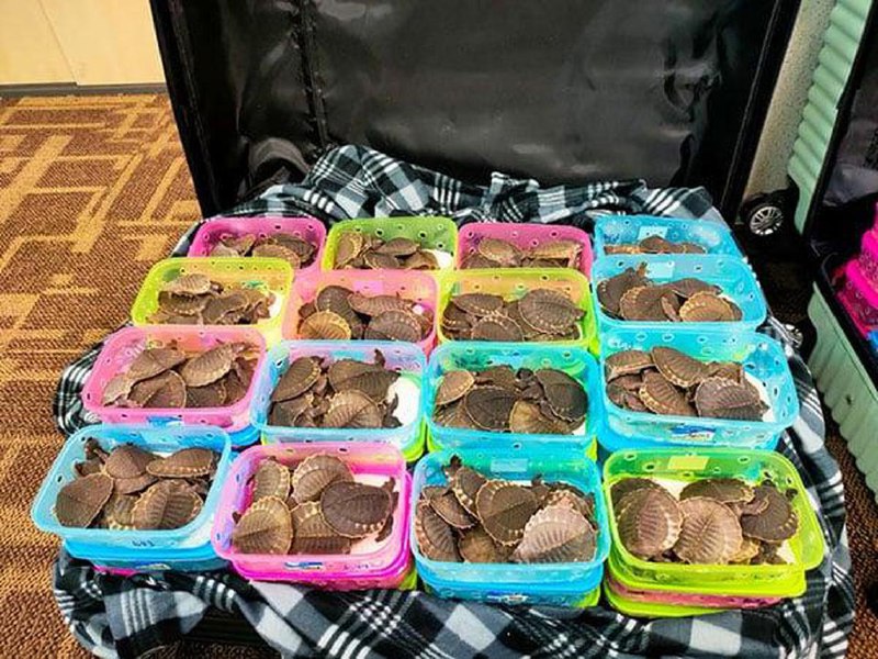 七大行李箱全装龟 两女图走私在吉隆坡机场被捕马来西亚两名女子用七个大行李箱，装了4386只活“猪鼻龟”，企图走私至越南，结果未上机先被捕