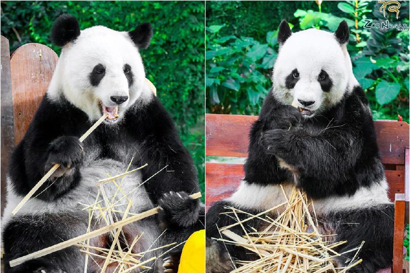 “靓靓”“兴兴”5月送返中国 马国8月再迎新一对大熊猫中国租借给马来西亚的两只大熊猫“兴兴”和“靓靓”，将在下个月租期到期时送返中国