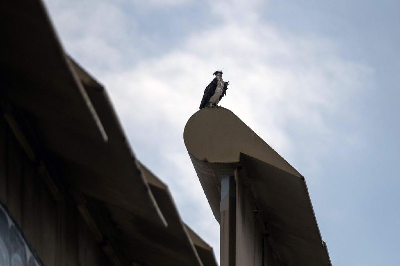 特朗普下令将边境墙涂黑 利用高温阻止移民翻越美国国土安全部长诺姆说，美国总统特朗普已下令将整个南部边境的隔离墙漆成黑色，让墙壁在烈日炙烤下变得发烫，从而阻止移民翻越