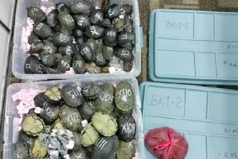 116只蝎泽龟藏行李 越南男子吉隆坡机场被捕一名越南籍男子将价值3万多令吉（9400多新元）的116只“蝎泽龟”（Scorpion Mud Turtle）藏在装有袜子的容器内企图偷运出境，结果在吉隆坡国际机场第二终站（KLIA2）行李扫描检查时被识破落网