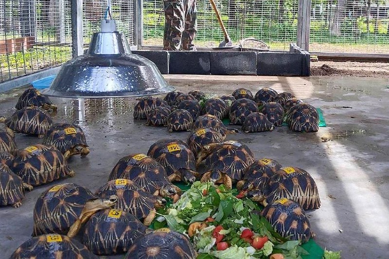 泰国将963只走私狐猴和陆龟送回马达加斯加泰国将查获的963只走私狐猴和陆龟送回马达加斯加，两国都称这是有史以来最大规模的打击野生动物走私行动