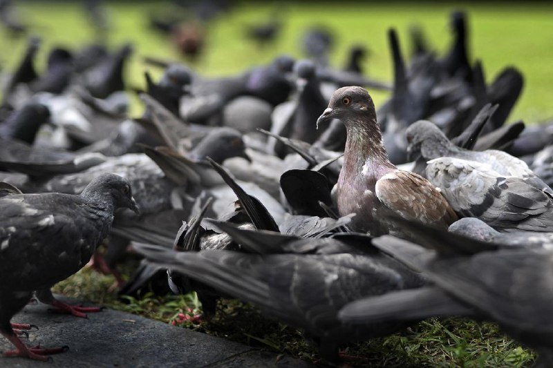 首尔7月起禁止喂鸽子 违规最高罚款100万韩元韩国首尔市政府星期三（4月7日）宣布，从7月起，在光化门广场、汉江沿岸公园和首尔林等主要公共场所喂鸽子将被罚款，最高罚款为100万韩元（约910新元）