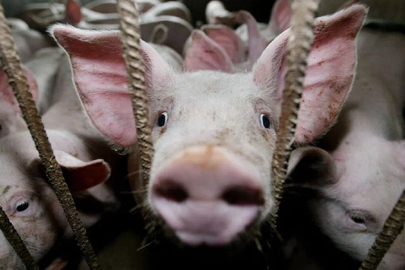 韩国发布非洲猪瘟疫情最高级别危机预警韩国一家养猪场星期二发现非洲猪瘟确诊病例，当局将全国的非洲猪瘟疫情危机预警上调至最高级别