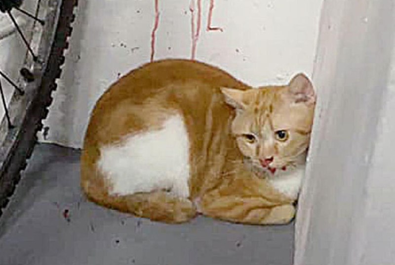 美国23岁男子虐杀收容所小猫 被判40年监禁美国一名23岁男子因在德克萨斯州一动物收容所残忍虐杀小猫，被判处40年监禁