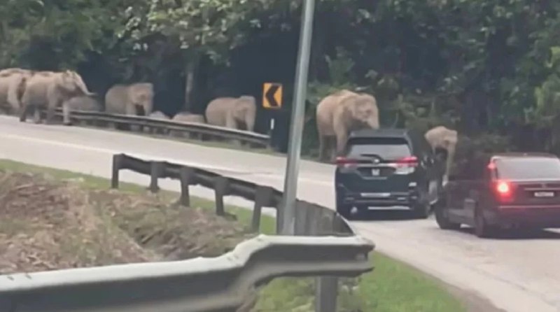驾车回乡遇象群 马国一大象追赶车辆马来西亚一辆汽车行驶在东西大道上时，不巧遇到一群大象