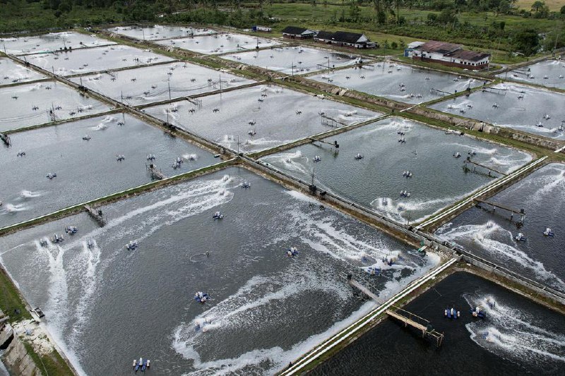 印尼拟转向中国出口虾类 应对美方关税冲击受美国加征关税冲击，印度尼西亚拟将虾类出口由美国转向中国市场，以缓解出口骤减带来的冲击