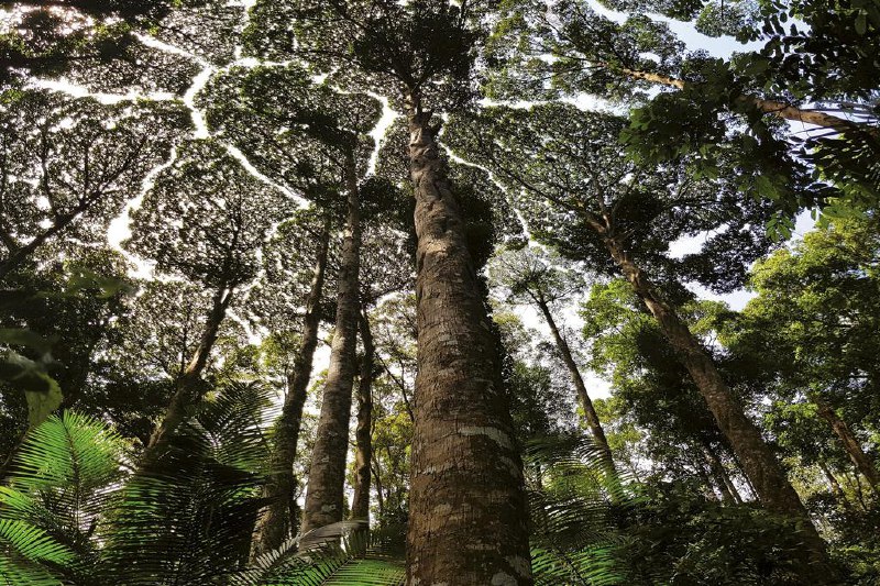 雪兰莪森林公园获列入《世界遗产名录》马来西亚森林研究院属下的雪兰莪森林公园正式列入《世界遗产名录》，成为马国第六个获此殊荣的世界遗产地