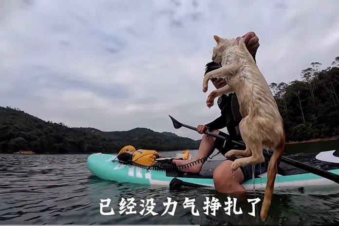 广东民众水库旁“放生”大量猫只 引小猫溺水及污染水源担忧中国广东清远一水库区域有大批民众“放生”猫只，引发伤害动物的争议及污染水源担忧