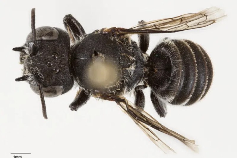 澳洲20余年首现新蜂种 科学家吁关注未命名物种保护澳大利亚近日发现一种长有独特“恶魔角”的新蜂种，并将其命名为“路西法”蜂