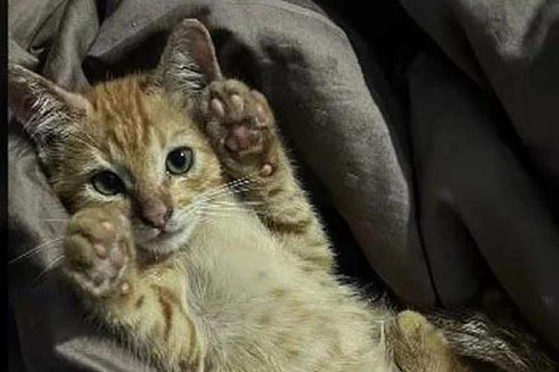 马国三名儿童涉偷猫虐杀 警方展开调查马来西亚三名儿童被指从一间住家和别处抓走两只猫咪后，将猫咪丢入水桶并盖上盖子，导致猫咪窒息毙命，当地警方已展开调查