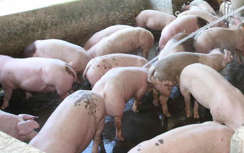 马国雪州三家养猪场爆发非洲猪瘟马来西亚雪兰莪州（雪州）三家养猪场的猪只被确诊感染非洲猪瘟（ASF），相关养猪场已遭查封