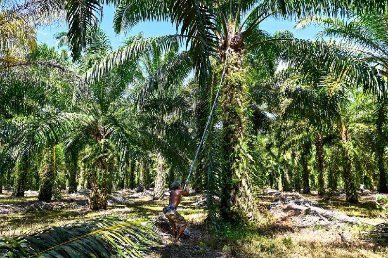 印尼就欧盟征生物柴油反补贴税提申诉 获世贸组织支持印度尼西亚就欧洲联盟对原产于印尼的生物柴油征收反补贴税向世界贸易组织申诉，世贸组织专家组支持印尼的几项关键主张