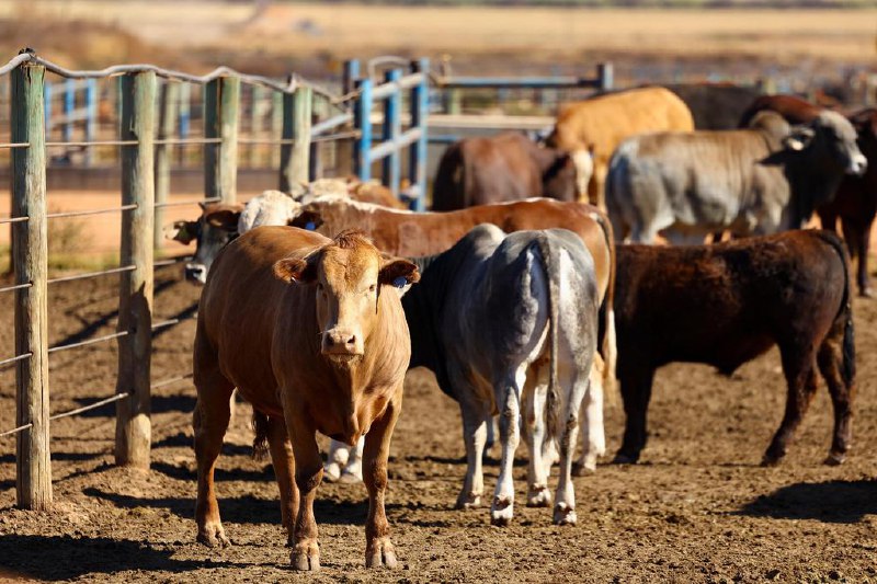 南非拟扩大国内疫苗生产以遏制口蹄疫蔓延南非口蹄疫疫情尚未得到有效控制，南非政府将采取扩大国内疫苗生产规模等措施，以遏制疫情蔓延