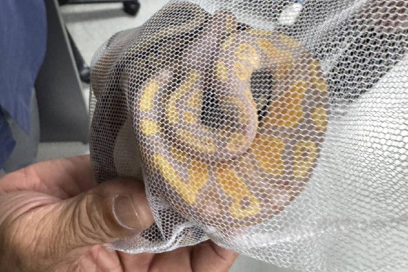 裤裆藏三蟒蛇图走私 斯里兰卡籍男子曼谷机场被捕一名斯里兰卡男子企图走私野生动物，竟把三条蛇藏在裤裆中，在曼谷机场被捕