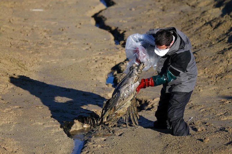 荷兰一养殖场暴发禽流感 扑杀12万只家禽荷兰弗里斯兰省一蛋鸡养殖场发现高致病性禽流感病例